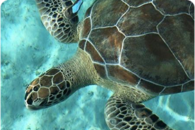 Turtle Nesting Watch