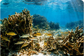 Coral Nursery