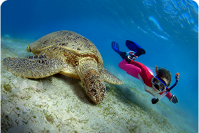 Turtle Health Check