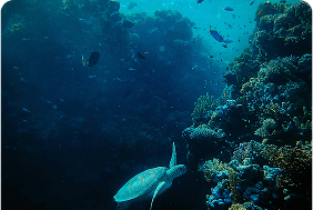 Plastic Cleanup Patrol