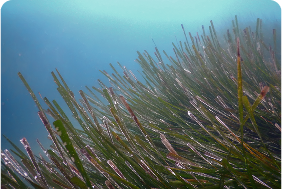 Kelp Forest Growth
