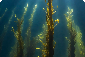 Mangrove Revival